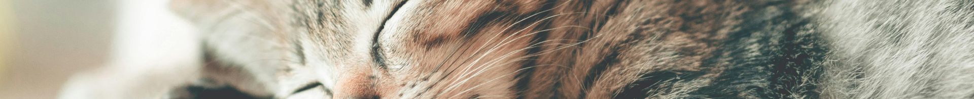 Close-Up Photography of Sleeping Tabby Cat