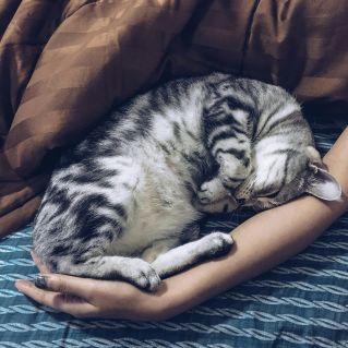 Silver Tabby Cat Besides Person's Arm